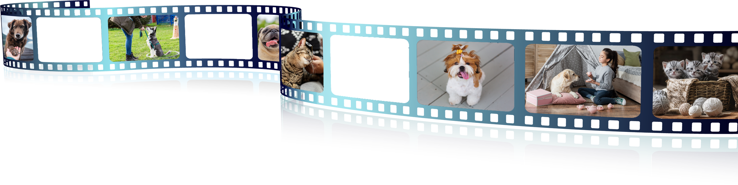 A film strip featuring pets adored by their veterinarian: a dog standing on the grass, a dog with its tongue out next to a toy, a dog in a living room, a dog and cat on a couch, and two kittens in a basket.