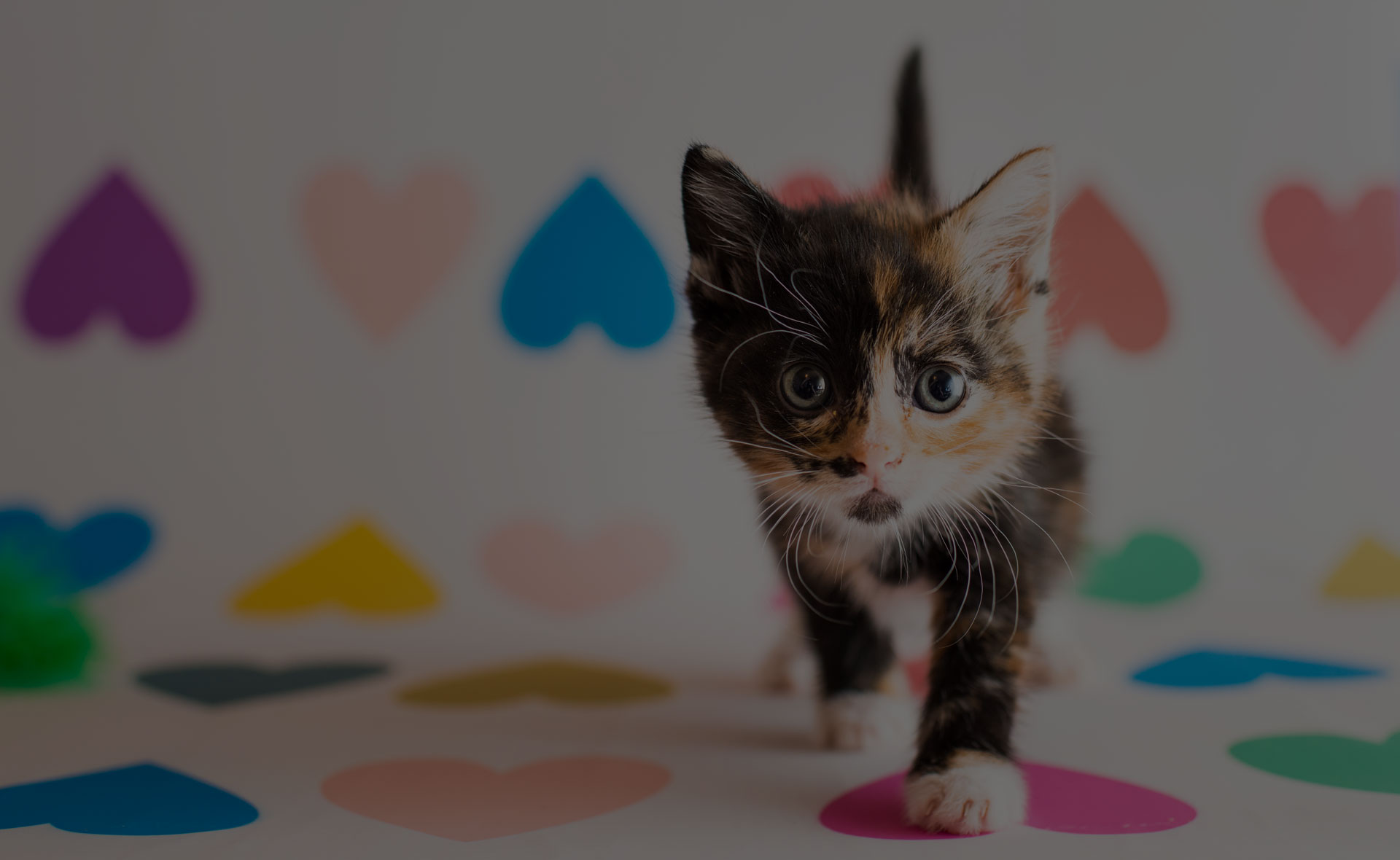 A small, calico kitten curiously walks on a surface scattered with colorful heart-shaped cutouts. The background features larger, blurred heart shapes in various colors, creating a cheerful and playful atmosphere reminiscent of a friendly vet clinic's waiting area.