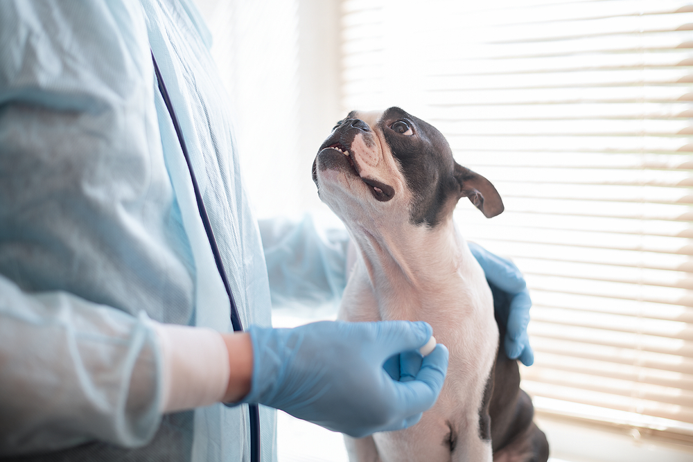 A small black and white dog sits on a table, looking up at a person in a light blue lab coat and gloves. The person is gently holding the dog with one hand. A window with blinds is in the background.