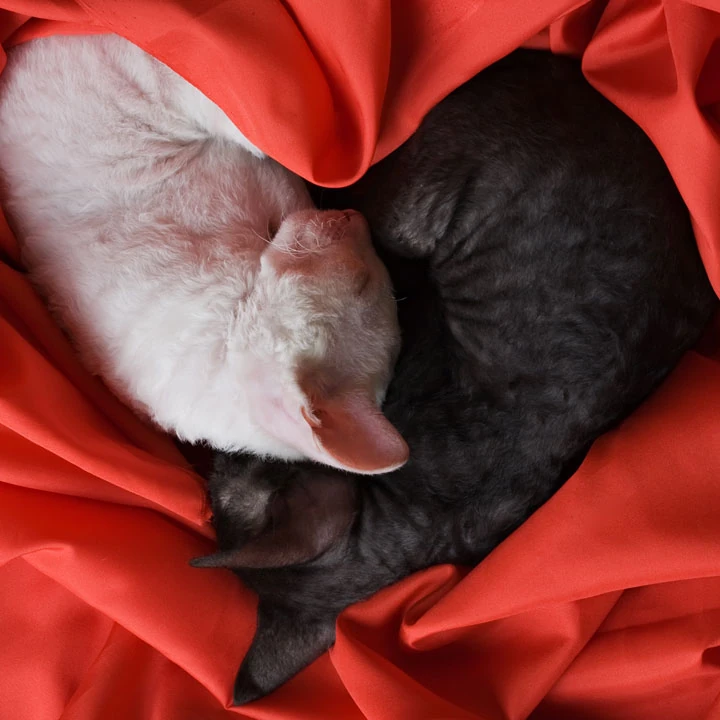 Two cats curled up together, forming a heart shape, surrounded by bright red fabric. One cat has white fur, and the other has dark grey fur. The red fabric adds a vibrant contrast to the cats' fur, creating a cozy and affectionate scene that any vet would find heartwarming.
