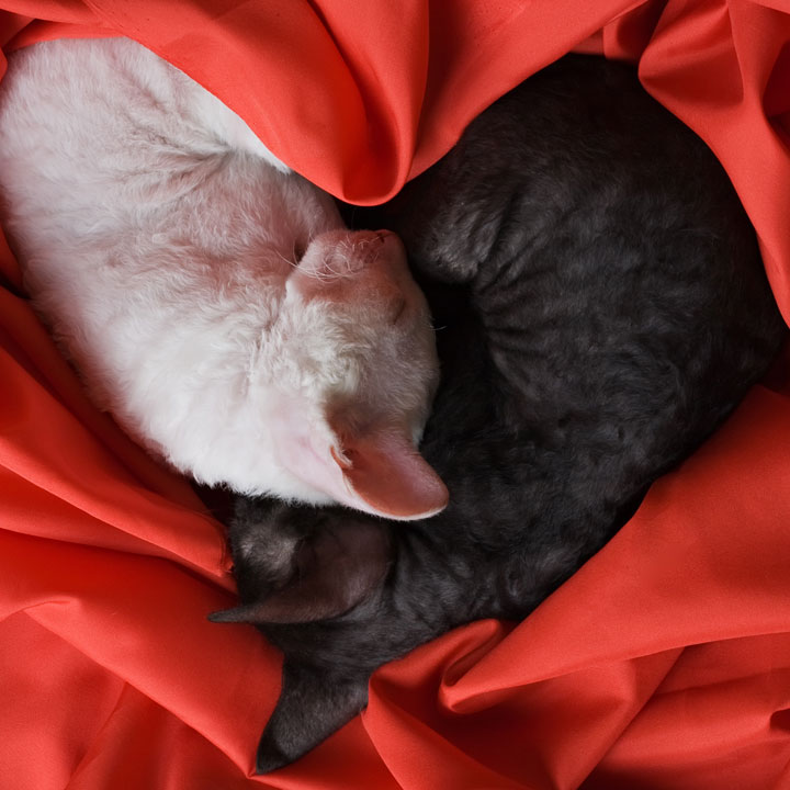 Two cats curled up together, forming a heart shape, surrounded by bright red fabric. One cat has white fur, and the other has dark grey fur. The red fabric adds a vibrant contrast to the cats' fur, creating a cozy and affectionate scene that any vet would find heartwarming.
