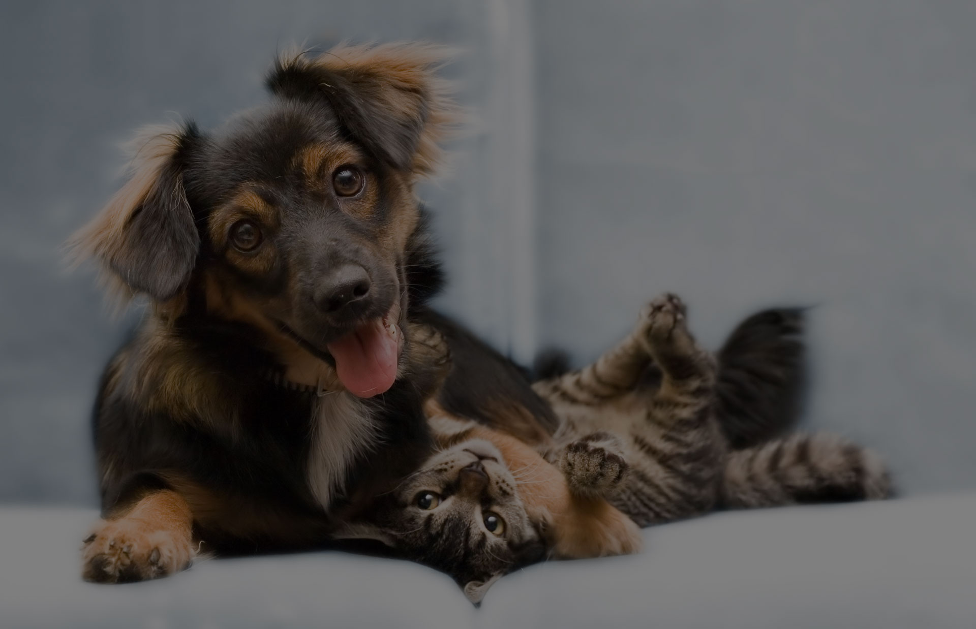 A small dog with floppy ears and a fluffy tail lies on a bed, playfully resting its paw on the belly of a tabby cat. The dog has its tongue out, and the cat is lying on its back, looking relaxed and content. Both animals appear to be enjoying each other's company as if under the care of a loving veterinarian.