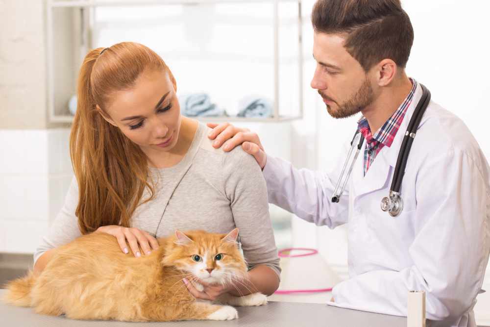 A veterinarian, wearing a white coat and stethoscope, comforts a woman with long red hair who is holding a fluffy orange and white cat on an examination table in the veterinary office. The woman looks concerned as she gently pets her cat.
