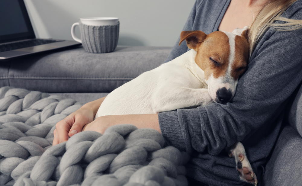 A small dog with brown and white fur is sleeping peacefully in a veterinarian's arms. The vet, wearing a gray sweater, is sitting on a gray couch covered with a chunky, knitted gray blanket. There is a mug and a laptop on the couch beside them.