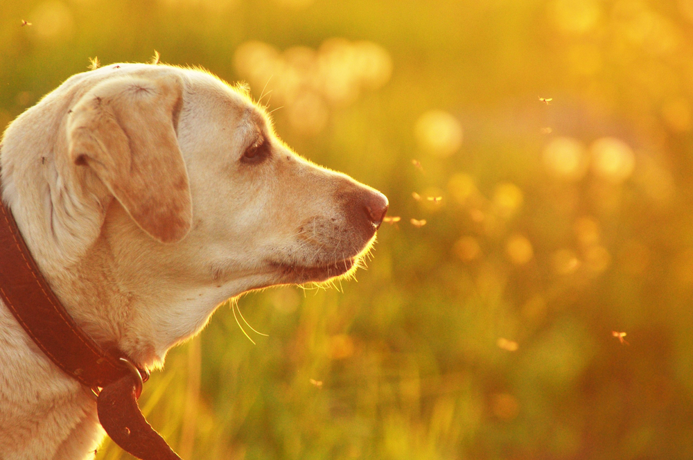A yellow Labrador Retriever with a black collar gazes to the right while standing in a field bathed in golden sunlight. The background is a blur of green grass and wildflowers, giving the scene a warm, serene atmosphere, as if prepared for an ideal visit to the vet.