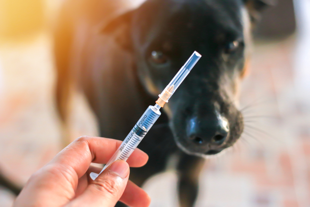 A person's hand is holding a syringe with liquid medicine, with a needle attached. In the background, a black dog, likely in the care of a veterinarian, is looking towards the syringe, slightly out of focus.