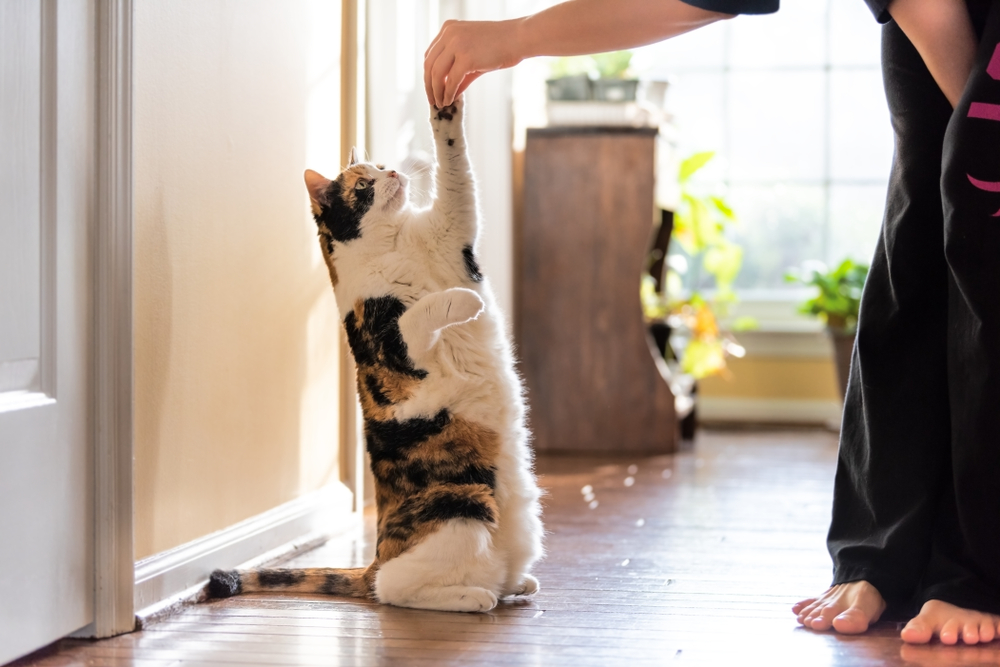 A calico cat sits upright on its hind legs while reaching out with its paw towards a person's hand, which is offering a treat. The scene, reminiscent of a friendly vet visit, is lit by natural light from a window in the background, with plants and hardwood floors adding to the cozy atmosphere.