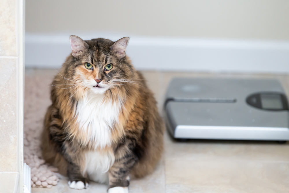 A fluffy, brown and white cat sits on a tiled floor with a slightly open mouth. Behind the cat, there is a digital scale commonly found at the vet. The background is neutral and out of focus, drawing attention to the cat's expressive face and fur texture.