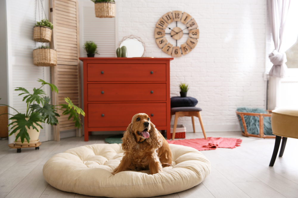 A golden Cocker Spaniel is lying on a large round beige cushion in a bright, cozy room. Behind the dog is an orange dresser, plants, and a clock on the white brick wall. Natural light filters through a window with sheer curtains. The area, resembling a vet's waiting room, is decorated with various plants.