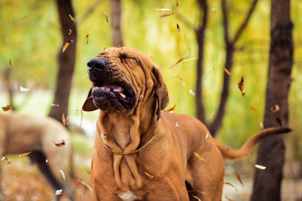 A large brown dog with a wrinkled face sneezes amidst falling autumn leaves in a forested area, looking like he might need a visit to the vet. Another dog, partially out of frame, stands in the background near the trees. The scene captures the essence of a crisp fall day.