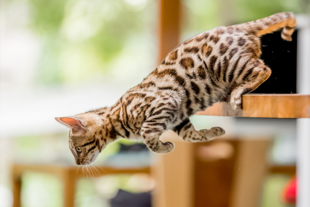 A Bengal cat with a spotted coat is captured in mid-leap from a wooden surface. The cat's body is elongated and focused as it stretches towards the ground, showcasing its agility. A softly blurred background emphasizes the action, reminiscent of the keen observation skills a veterinarian uses.
