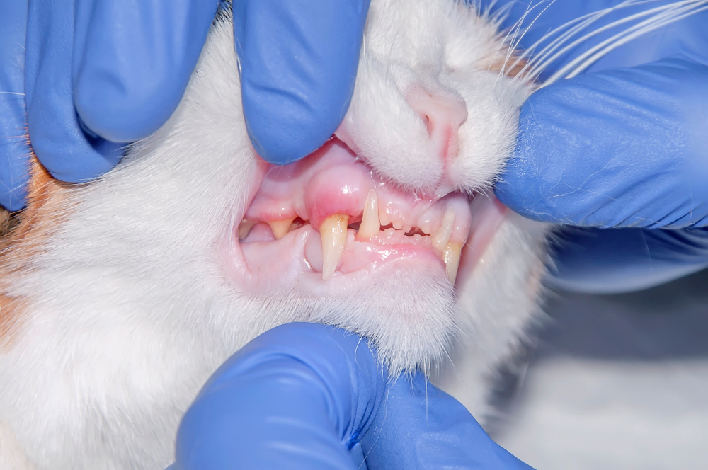 A close-up of a cat's mouth being examined by a veterinarian wearing blue gloves. The cat's mouth is open, showing its teeth and gums clearly. The gloves indicate a possible dental or veterinary examination.