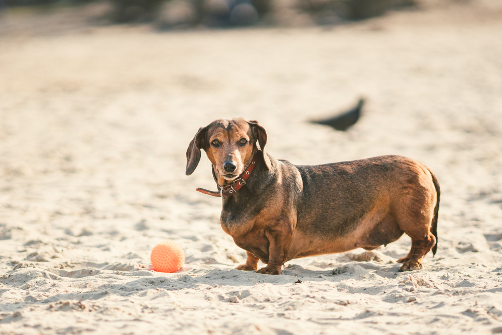 A brown dachshund with a collar stands on sandy ground at a beach, looking at the camera. An orange textured ball lies nearby, and a black bird is faintly visible in the background. The vet recently gave this playful pup a clean bill of health.