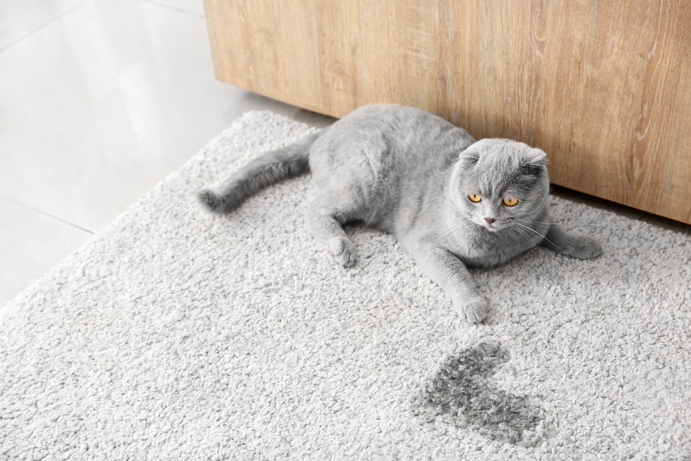 A gray cat with folded ears is lying on a light gray carpet next to a wooden surface. There is a noticeable wet stain on the carpet near the cat. The scene appears to be indoors with a calm atmosphere, perhaps awaiting its visit to the veterinarian.
