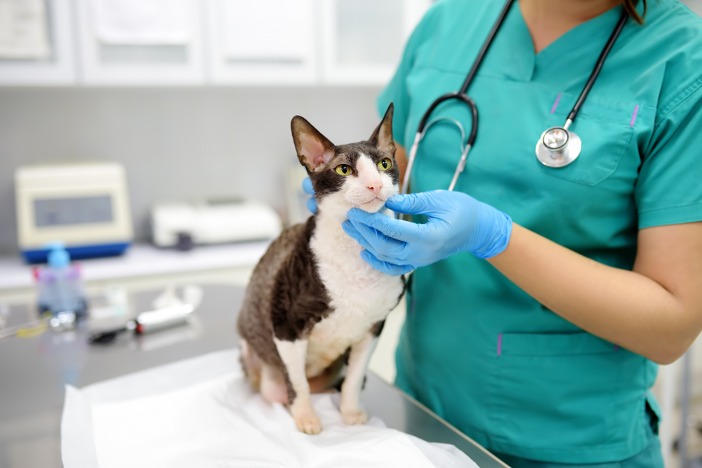 A vet in green scrubs and blue gloves is examining a black and white cat on an examination table in a clinic. The cat sits calmly as the veterinarian gently holds its chin, using a stethoscope draped around the vet's neck.