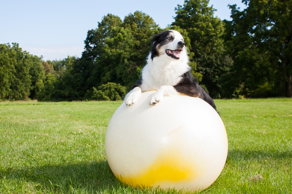 A black and white dog with a fluffy coat stands with its front paws on a large yellow and white exercise ball in an open grassy field. Trees and clear skies can be seen in the background, creating an idyllic scene that would make any veterinarian smile. The happy dog has its tongue out.