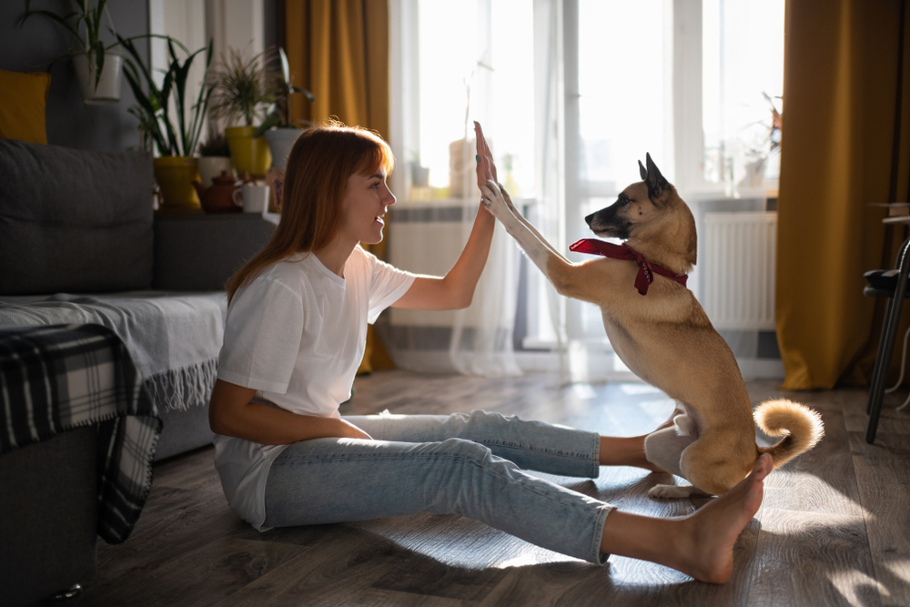 A woman sitting on the floor in a well-lit living room, giving a high-five to a sitting dog wearing a red bandana. The room, looking like it belongs to a caring veterinarian, is decorated with plants and has yellow curtains and a gray sofa in the background. Sunlight streams through the window.