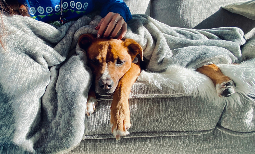 A brown dog with white markings lays comfortably on a couch under a gray fluffy blanket, its front paws and head poking out. A person in a blue sweater, perhaps the dog's vet, rests their hand on the animal, creating a cozy and heartwarming scene.