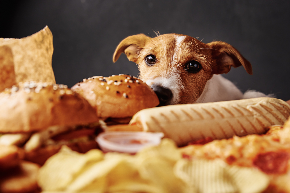 A curious dog, who just returned from the vet, peers over a table filled with various types of food, including sandwiches, burgers, pizza, chips, and a dipping sauce container. The dog's eyes are focused on the food, creating a humorous and endearing scene.