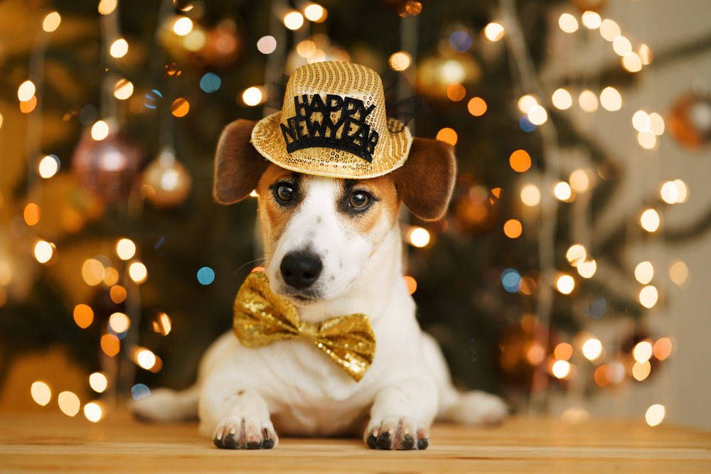 A Jack Russell Terrier wearing a gold "Happy New Year" hat and matching bow tie lies down with a festive Christmas tree featuring twinkling lights and ornaments in the background, as if waiting for the veterinarian to join the holiday celebration.