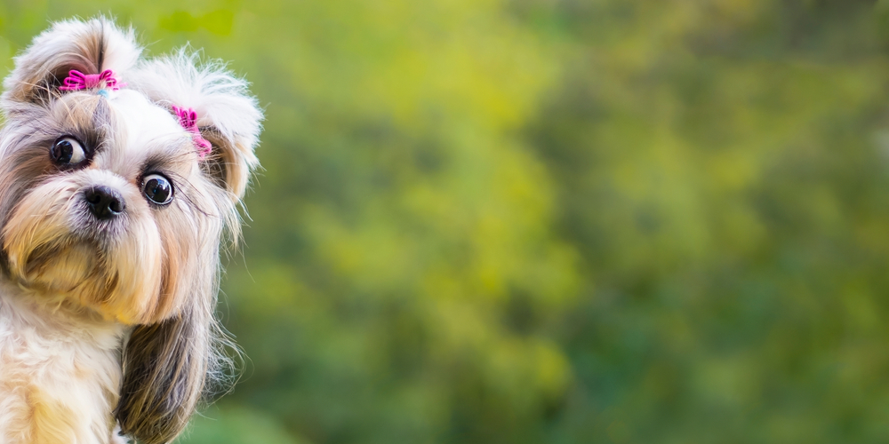 A small dog with fluffy white and brown fur, adorned with pink bows on its ears, peeks curiously from the left side of the image against a blurred green background. The dog has wide, expressive eyes and a slightly tilted head, possibly looking for its veterinarian.
