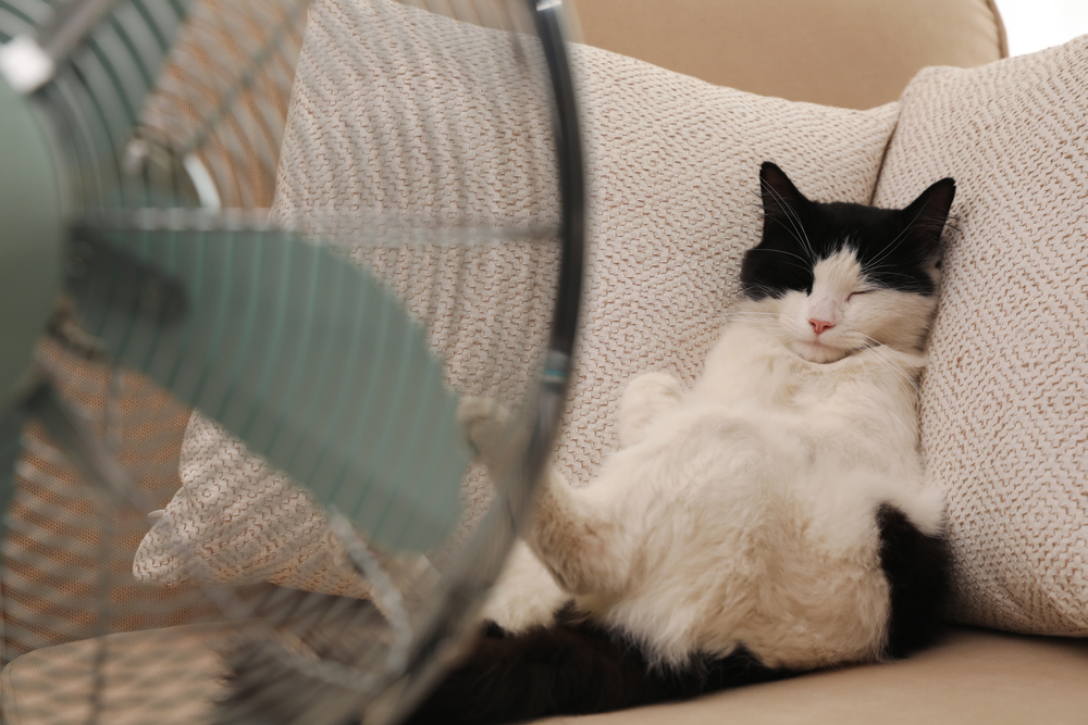 A black and white cat is lounging comfortably on a beige loveseat, nestled among patterned pillows. The cat appears to be asleep, lying on its back with its paws up. A retro-style fan, slightly out of focus, is positioned in the foreground—perfectly capturing the tranquility a vet would recommend.