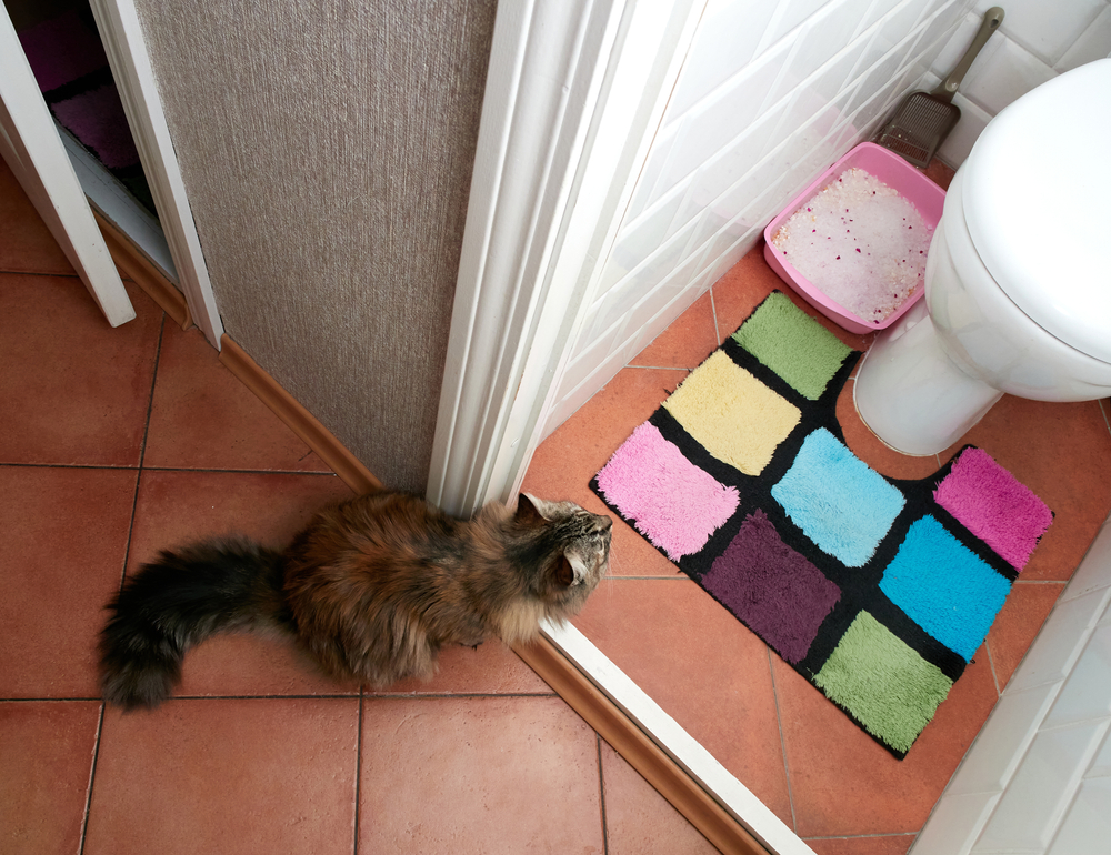 A fluffy cat with a long, bushy tail sits on a tiled floor in front of a bathroom door. Inside the bathroom, there is a colorful, square-patterned mat, a toilet, and a pink litter box filled with cat litter—perfectly organized for when the veterinarian comes to visit.