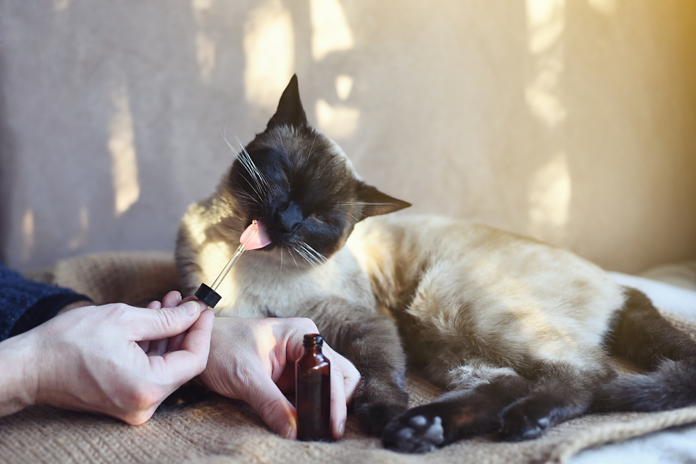 A Siamese cat is laying on a blanket and licking a dropper held by a person, likely the vet. The dropper is taken from a small brown bottle, suggesting the cat is being given medicine or a supplement. Soft sunlight filters in, creating a warm and cozy atmosphere.