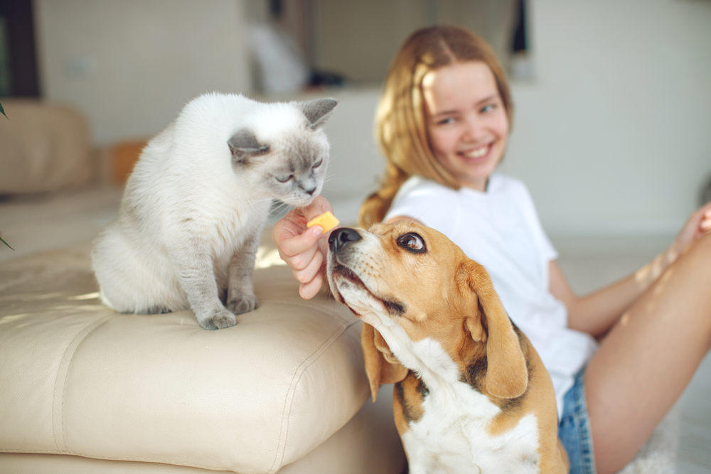A young person with long hair and a white shirt is sitting on the floor, smiling and offering a treat. A cat with light-colored fur and a dog with brown and white fur are both interested in the treat. The cat is on a couch, and the dog is on the floor, looking up eagerly like they're at a vet's office.