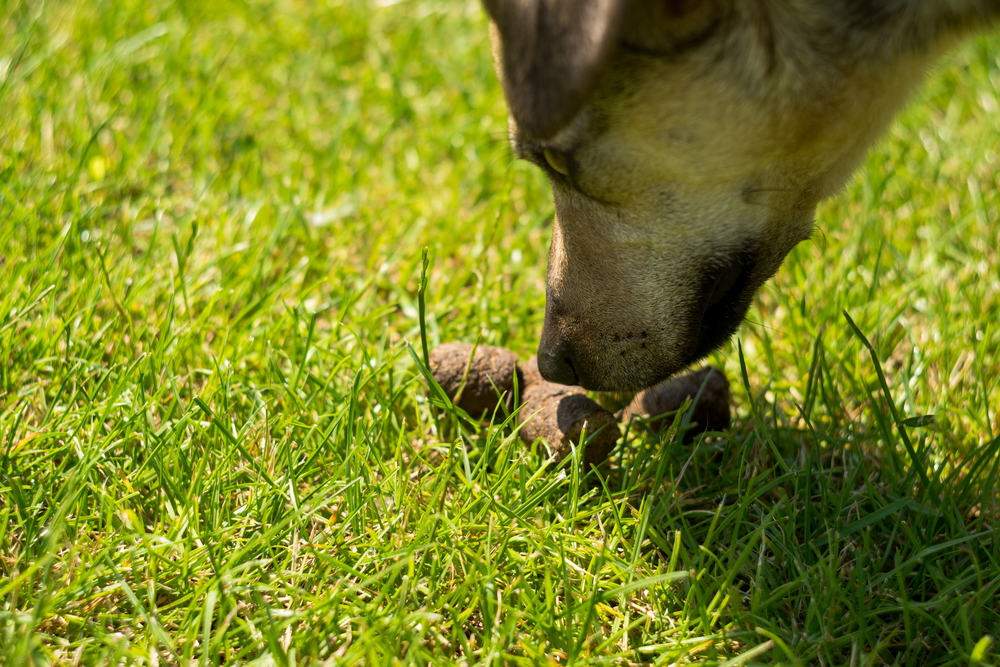 A close-up of a dog sniffing a pile of feces on a grassy lawn. The dog's head is lowered towards the ground, focusing on the feces, with the green grass surrounding both subjects. A check-up with the vet might be necessary to ensure everything's normal.