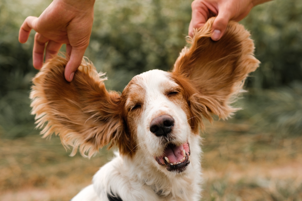 Close-up of a happy, brown-and-white dog with long floppy ears being gently lifted by two hands from either side. The dog's eyes are closed, and it appears to be smiling, creating a playful and joyful scene in an outdoor setting, reminiscent of a loving moment with a vet.