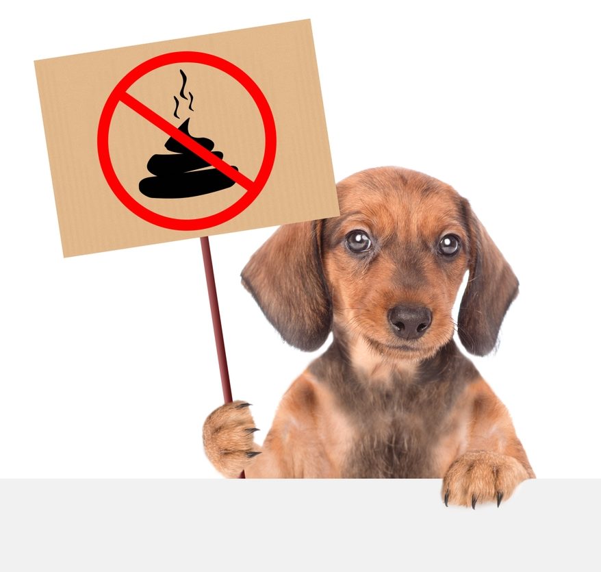A small brown dog holds a cardboard sign with the image of a crossed-out poop, indicating a prohibition on dog waste. The background is white, and the dog looks directly at the camera with a serious expression, as if it just returned from the veterinarian's office.