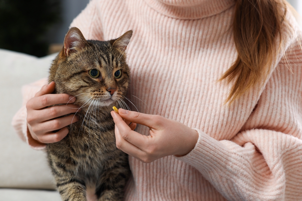 A person wearing a light pink sweater is holding a tabby cat and offering it a small yellow treat. The cat, looking at the treat attentively, seems like it's just back from a visit to the veterinarian.