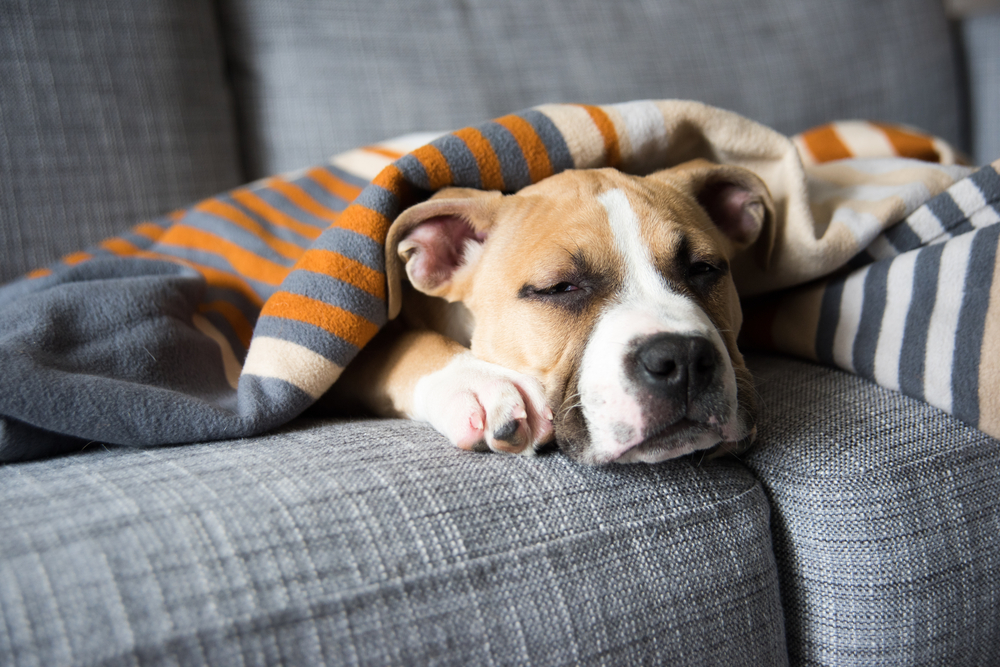 A tan and white dog is sleeping on a gray couch, partially covered with a striped blanket in shades of orange, gray, and white. Looking cozy and relaxed, the dog's half-closed eyes suggest it's enjoying some much-needed rest after a visit to the vet.