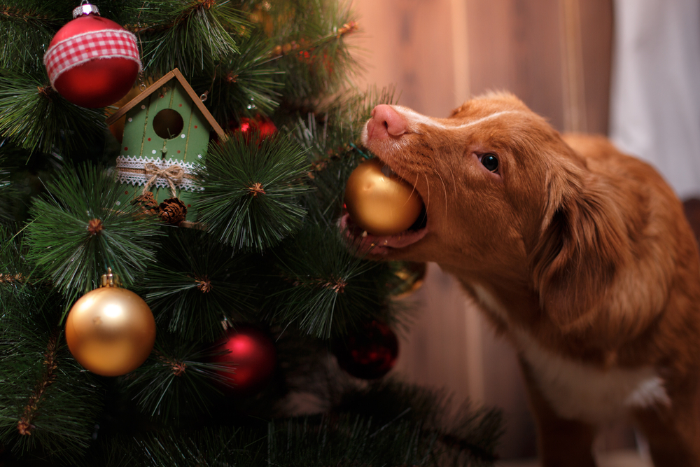 A brown dog playfully bites a gold Christmas ornament hanging from a decorated Christmas tree. The tree is adorned with various ornaments, including red and gold balls and a small green birdhouse. In the warmly lit room, the dog's antics seem to amuse even the visiting veterinarian.