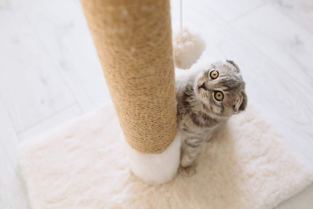 A small, wide-eyed kitten clings to a tall, beige scratching post with its paws. The kitten's fur is a mix of gray and black stripes, and it has rounded ears and big, round eyes. A fluffy white toy hangs from the top of the post. The scene is set against a light-colored floor as if in a vet's waiting room.