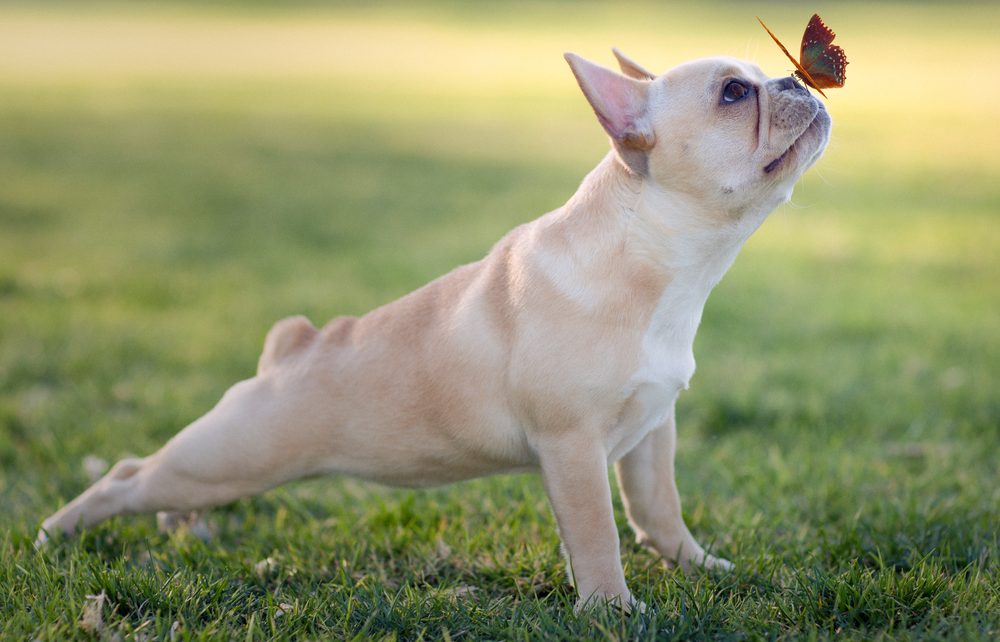 A light-colored French bulldog is stretching on a grassy field with its front legs extended forward and back legs straight. A butterfly with reddish wings has landed on the dog's nose, creating a whimsical and serene moment, one that any veterinarian would appreciate observing in their furry patients.