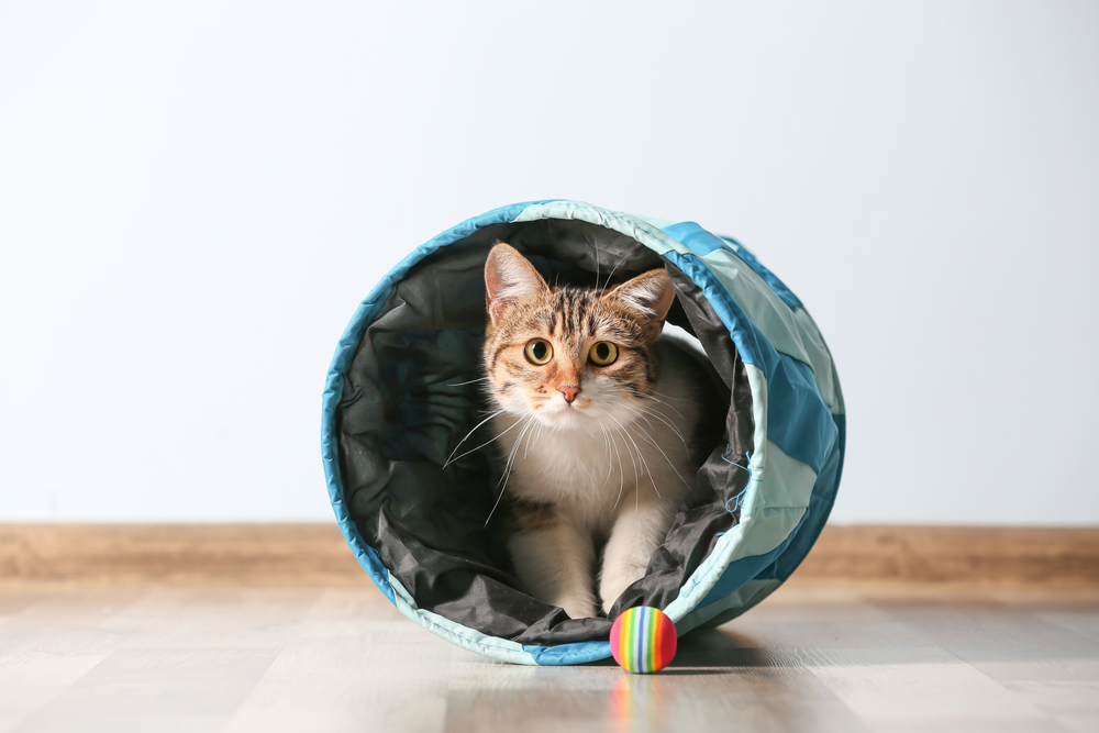 A brown and white cat is sitting inside a blue tunnel toy on a wooden floor. The cat, looking directly at the camera, seems ready for playtime; a colorful striped ball is positioned in front of the tunnel. It's easy to imagine this kitty charming its vet with such an endearing scene!