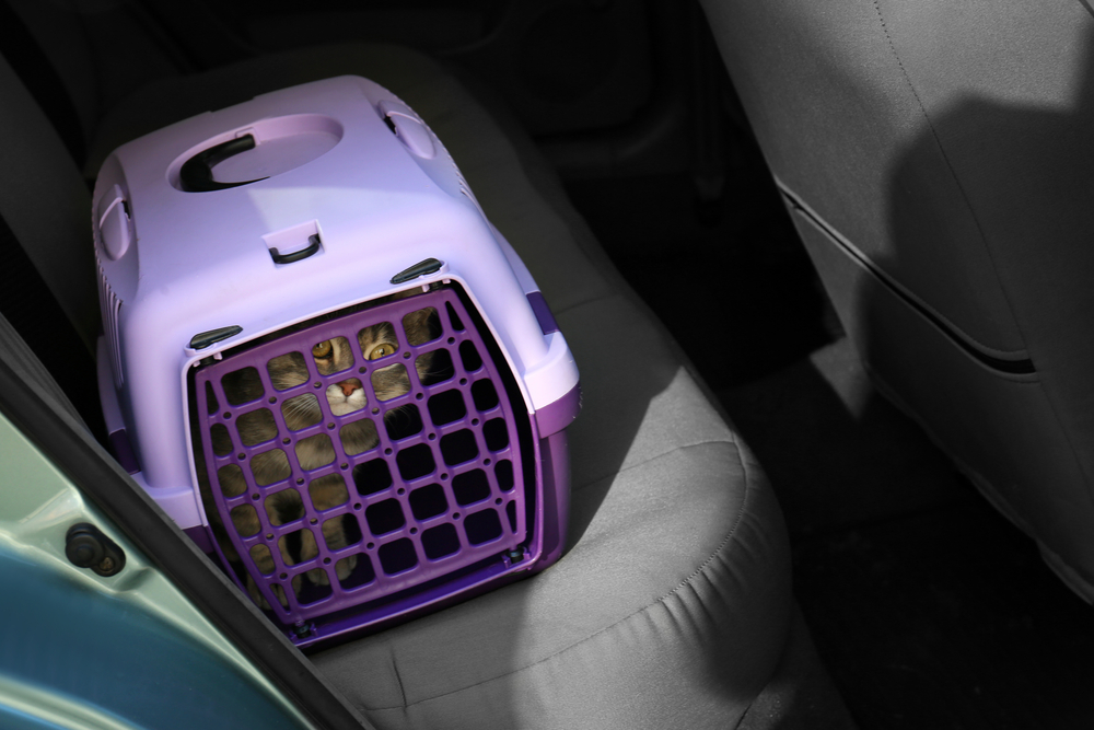 A cat sits inside a purple pet carrier placed on the backseat of a car, likely en route to the veterinarian. Sunlight is shining through, casting shadows in the interior of the vehicle. The pet carrier has a grid-like front, allowing the cat to be visible through the openings.