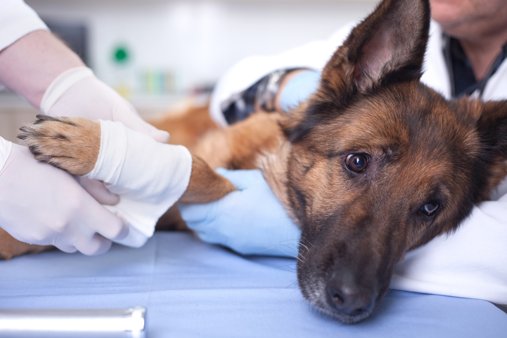 A German Shepherd lies on an examination table, looking calm but alert. A veterinarian wearing white gloves is gently bandaging one of the dog's front legs, while another vet supports the dog's head and body to ensure it stays still.