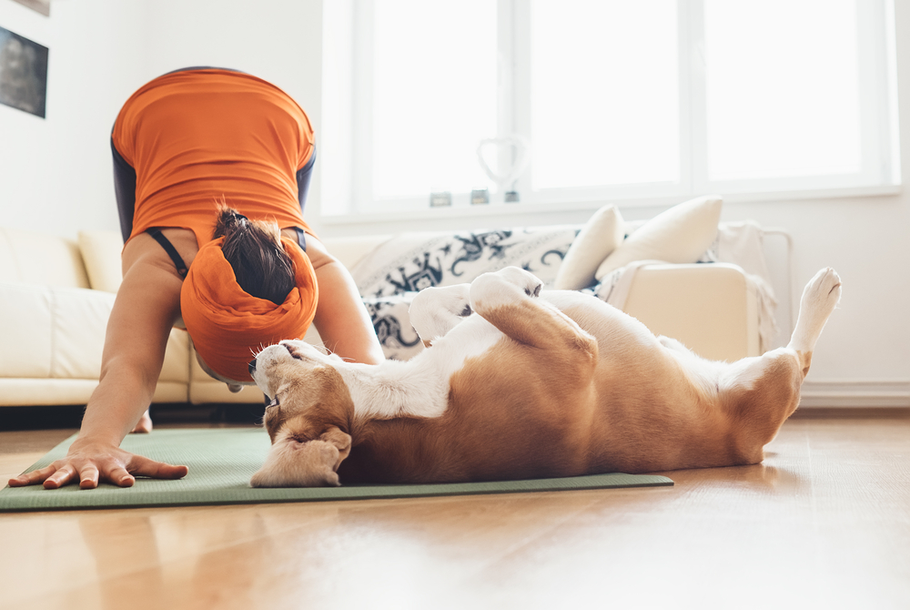A person in orange workout clothes performs a yoga pose on a green yoga mat indoors. Next to them, a brown and white dog, who just had a check-up with the vet, lies on its back, playfully stretching on the mat. Bright daylight filters through windows in the background.