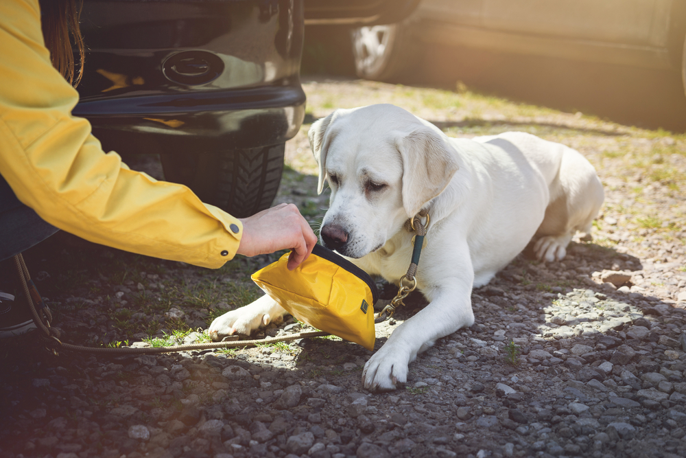 A person in a yellow jacket crouches next to a white dog lying on the ground. The individual, possibly a veterinarian, holds a yellow bowl from which the dog is drinking. They are outdoors on a gravel surface with vehicles in the background.