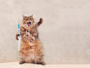 A fluffy orange cat stands on its hind legs, looking surprised with its mouth open. It holds a large syringe filled with liquid in one paw, as if imitating a vet against a plain beige background. The cat's fur is fluffed, and one paw is raised as if waving.
