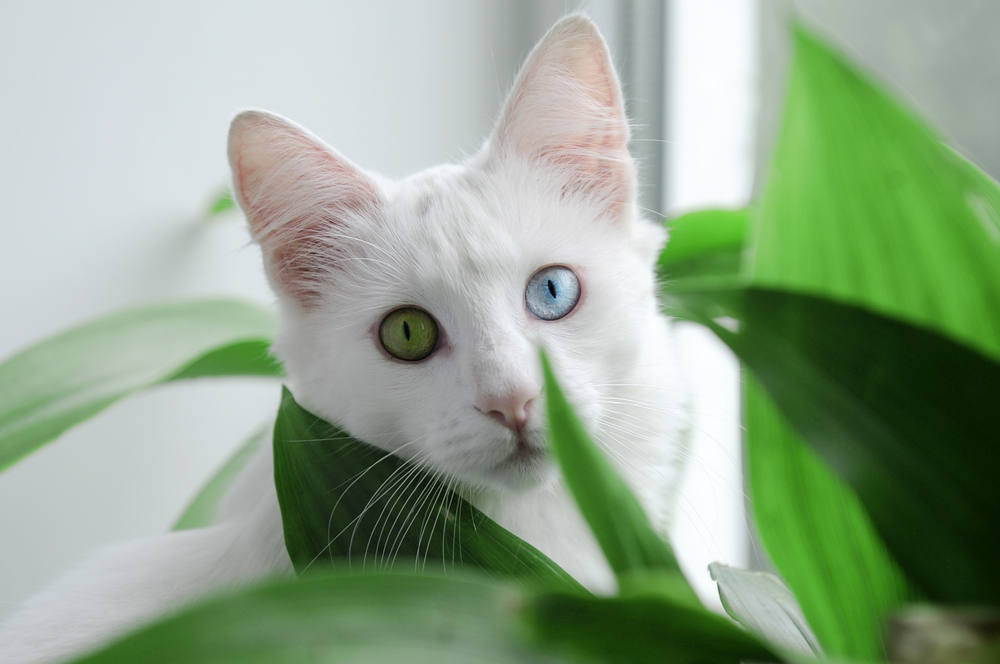 A white cat with heterochromatic eyes, one green and one blue, peering through green leaves. The cat's alert expression and the contrast of its white fur against the vivid green foliage create a striking and serene scene, reminiscent of an image often admired by any dedicated veterinarian.