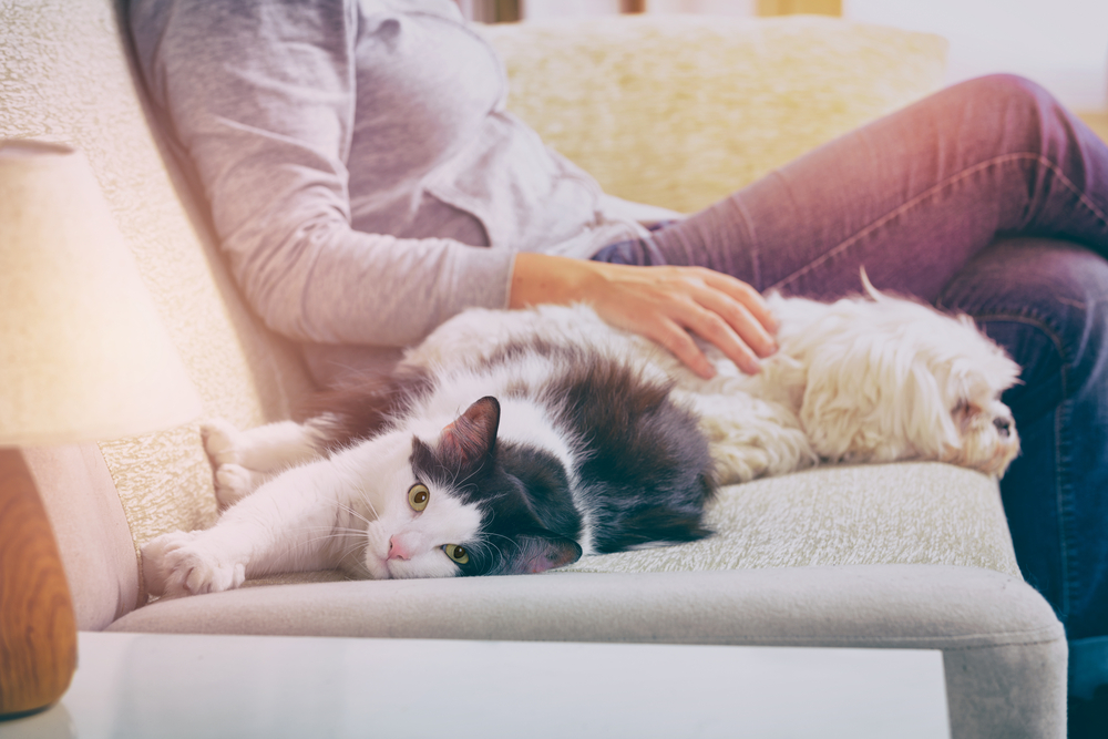 A veterinarian wearing a gray sweater and jeans sits on a couch with a black and white cat sprawled out and a small white dog resting its head in their lap. A lamp is visible on the left side of the image.