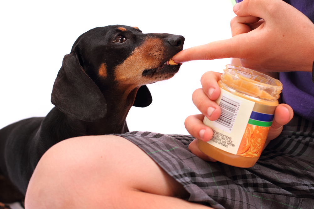 A veterinarian is feeding peanut butter from a jar to a black and brown dachshund by smearing it on their finger. The dog eagerly licks the treat, its small tail wagging in delight. The vet's knee is visible, indicating they are sitting down. The background is white.
