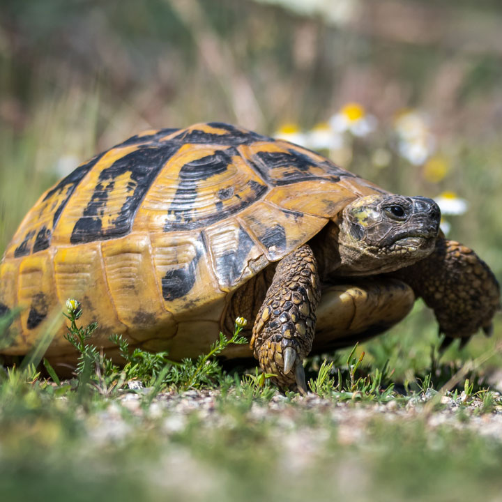A close-up photo of a tortoise walking on a grassy surface. The tortoise, with its brown and black patterned shell, is surrounded by a natural outdoor environment featuring blurred green grass and small flowers in the background—an ideal scene that any vet would appreciate.