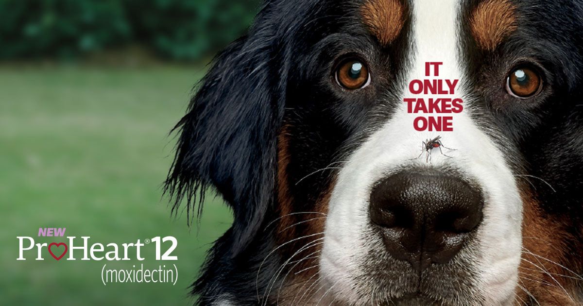 Close-up of a dog's face with a tick on its nose and the text "It only takes one" written above the tick. The image promotes "ProHeart 12 (moxidectin)" medication, with forest greenery blurred in the background. Consult your vet to protect your pet today.