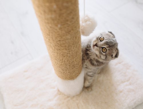 Pudgy Pet? 5 Reasons Why Your Pet Is Gaining Weight - Alisos
