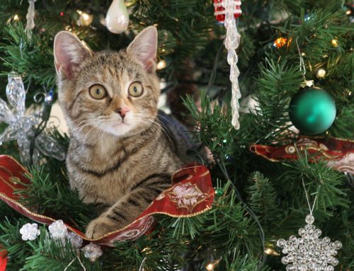 A Pet Owner’s In-Depth Guide to Holiday Safety
